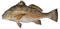 Black Drum