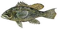 Black Sea Bass