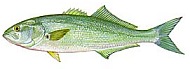 Bluefish