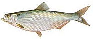 Hickory Shad