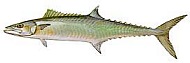 King Mackerel