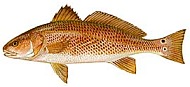 Red Drum