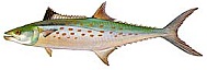 Spanish Mackerel