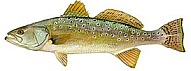 Spotted Sea Trout