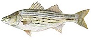 Striped Bass