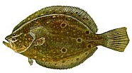 Flounder