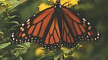 Monarch Butterfly