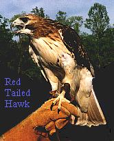 Red Tailed Hawk