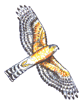 Sharp-Shinned Hawk