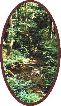 Creek in the woods