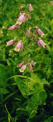 Beardtongue