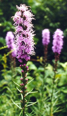 Blazing Star