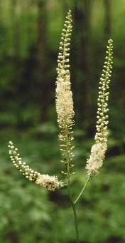 Black Cohosh