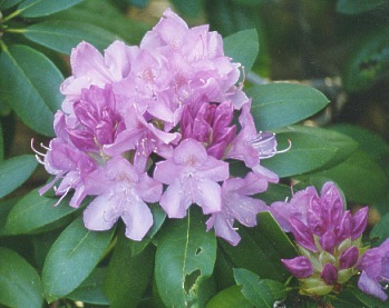 Catawba Rhodo