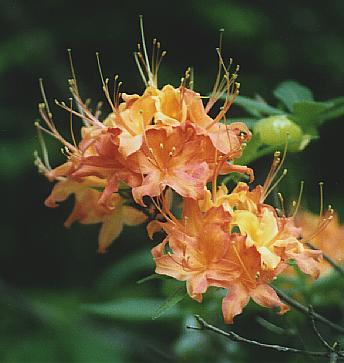 Indian Paintbrush