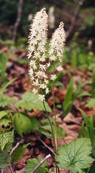 Image of Foam Flower