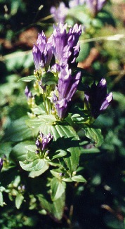 Stiff Gentian