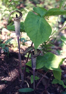 Jack In The Pulpit