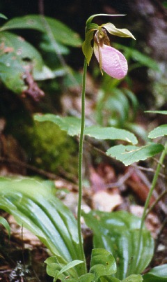 Pink Ladyslipper