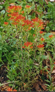 Indian Paintbrush