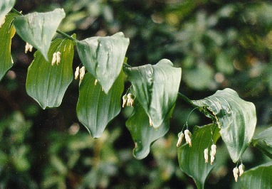 Image of Solomon's Seal