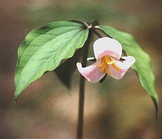 Catesby's Trillium