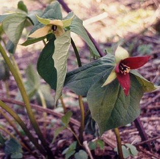 Trillium erectum