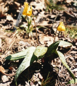 Trout Lily