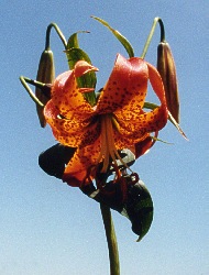 Turk's Cap Lily