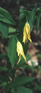 Uvularia grandiflora