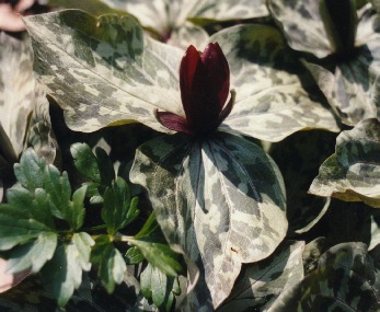 Trillium cuneatum