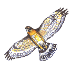 Broad Winged Hawk