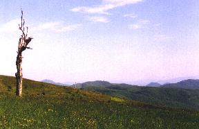 Max Patch