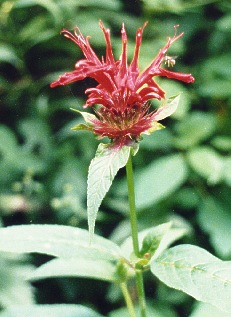 Bee Balm