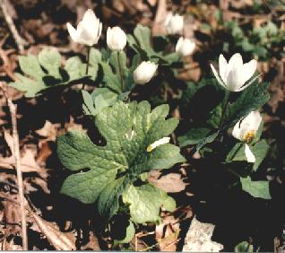 Blood Root