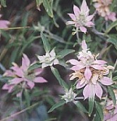 Horse Mint