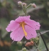 Swamp Mallow