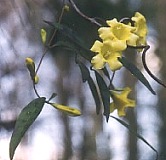 Yellow Jessamine