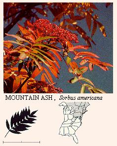 Mountain Ash