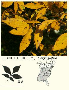 Pignut Hickory