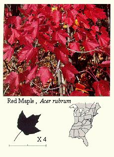 Red Maple