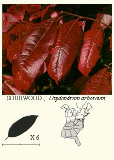 Sourwood