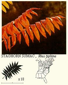 Staghorn Sumac