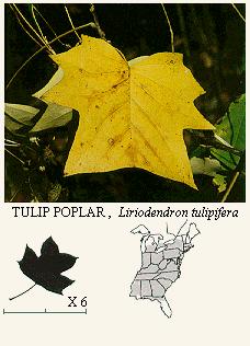 Yellow Poplar