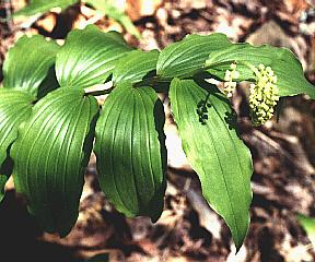 False Solomon's Seal