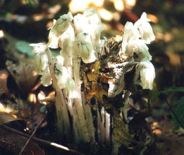 Indian Pipes