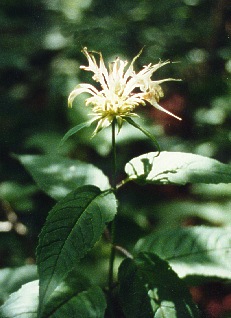 Monarda sp.