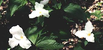 trilliums